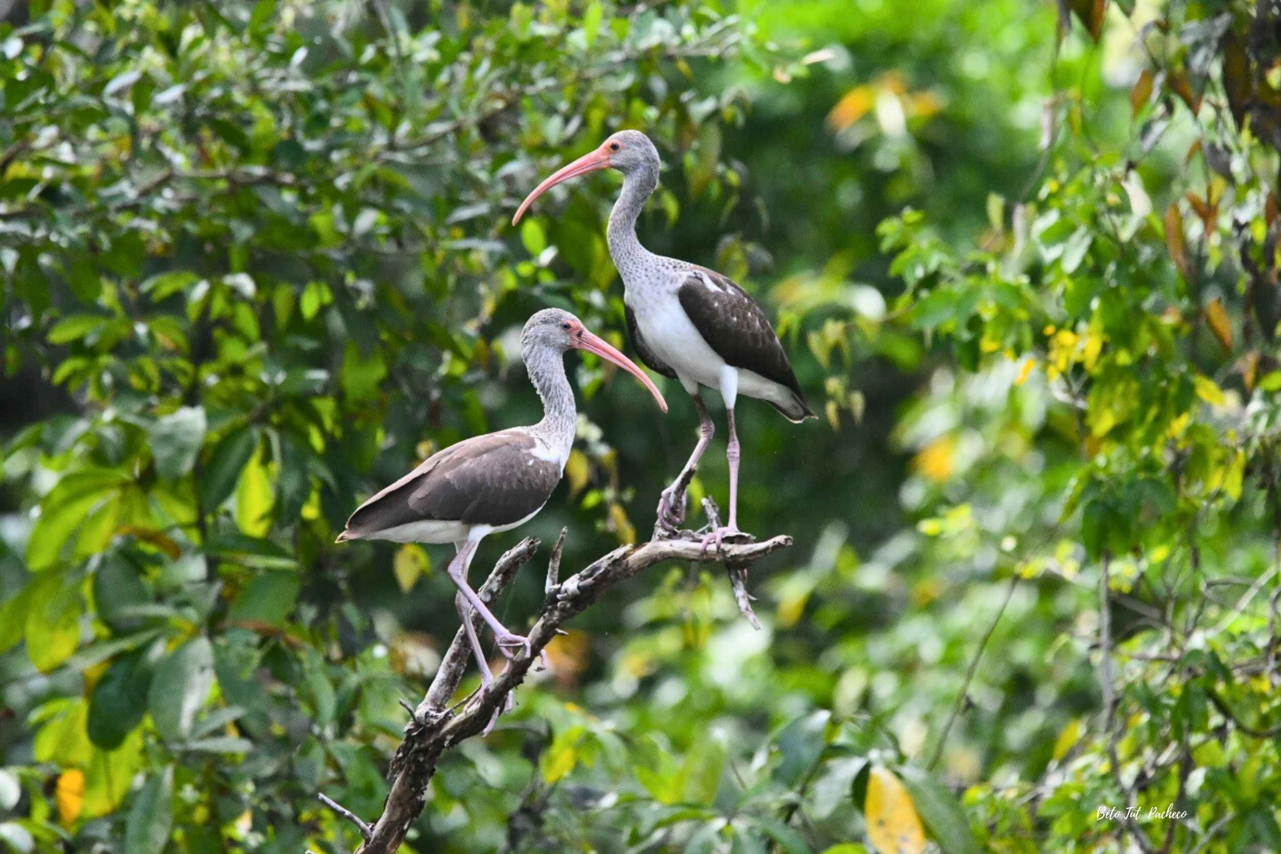 Estación Biológica Las Guacamayas un paraíso para los amantes de las aves